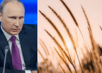 Putin, pšenica