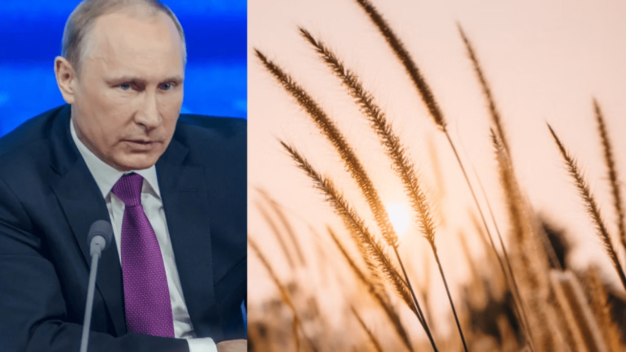 Putin, pšenica