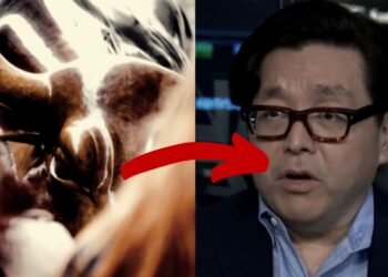 Tom lee